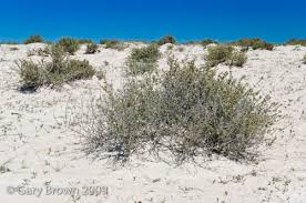 Image result for Coelachyrum