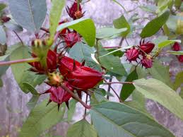 Roselle is known as the rosella or rosella fruit in australia. Rosella Dewi Lukitaningsih