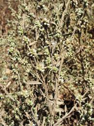 Image result for Neojeffreya