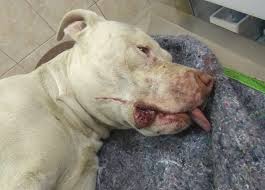 We did not find results for: Cao Pitbull Tem Patas Traseiras Decepadas Em Confins Na Regiao Metropolitana De Belo Horizonte Minas Gerais G1
