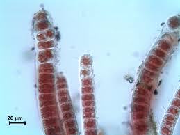 Image result for Securidaca welwitschii