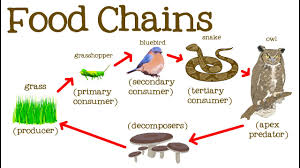 Food Chains For Ks1 And Ks2 Children Food Chains Homework