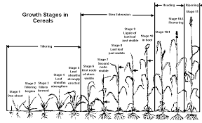 Growth And Development