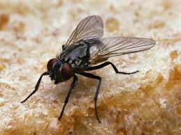 I notice them in the bathroom and on the window sills. Big Fat Black Flies In My House