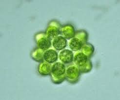 Image result for Coelachyrum