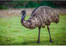 Talon systems's top competitors are prodefis, mint software systems and pelesys learning talon systems's competitors, revenue, number of employees, funding, acquisitions & news. Emu Bird Emu Bird Animals Bird