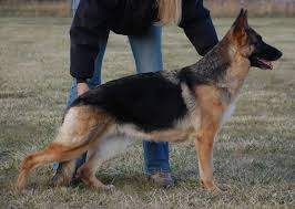 Black And Red German Shepherd Puppies For Sale In Nj Theishof German Shepherd Puppies For Sale In Boise Idaho We Can Ship To An Purebred German Shepherd Puppies German Shepherd Puppies German Shepherd Breeders
