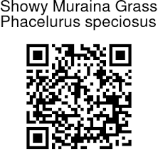 Image result for Phacelurus