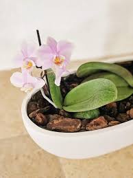 Orchideen Richtig Umtopfen Und Ableger Vermehren So Gehts In 2020 Orchideen Orchideen Luftwurzeln Orchideen Vermehren