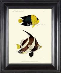Black And White Heniochus Fish Print Art F35 4x6 5x7 8x10 11x14 Beautiful Large Antique Queen Angelfish Holacanthus And Butterflyfish Heniochus Black White Stripes Fish Print Fish Illustration Art Prints