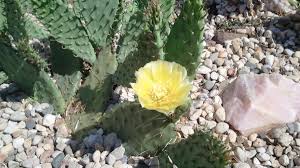 Named for the shape of its pads. Growing Prickly Pear Cactus Dengarden
