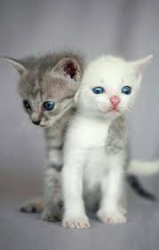 Pin By Rita Anoffo On Cats Kittens Cutest Cuddly Animals Cute Baby Animals