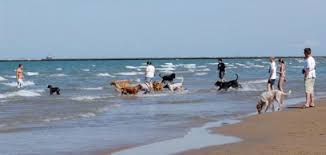 Some of which is free and other is pay parking. Montrose Beach Chicago Park District