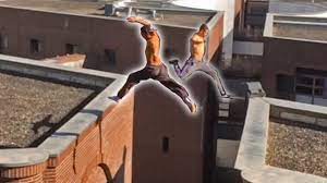 I know the last one is technically a motus video and that comes across as but it's undeniably one of the best movement videos of 2019 so deal with it. World S Best Parkour 2020 Youtube