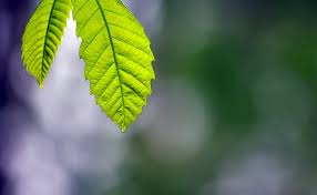 Hd Wallpaper Silence Aero Macro Nature Green Forest Life Focus Bosque Wallpaper Flare