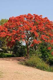 Check spelling or type a new query. Royal Poinciana Tree Outdoor Plants Plantshop Me
