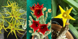 Image result for Stapelia