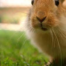 Check spelling or type a new query. Signs That Your Pet Rabbit May Be Sick Hubpages