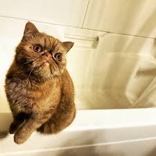 Bathroom Hunter Fear Him Hideyourkidshideyourwife Uptonogood Mrwaffles Exoticshorthair Cat Kitten Neko Kedi Kitty Smooshface Smooshfacec Kedi Resim