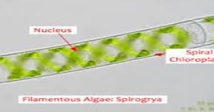 Check spelling or type a new query. Melek Perikanan Spirogyra Sp Adalah Klasifikasi Morfologi Habitat Dll