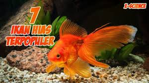 Anda senang mengoleksi ikan hias di dalam kolam ataupun aquarium? 7 Ikan Hias Air Tawar Aquarium Terpopuler Di Dunia Youtube