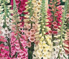 Image result for Digitalis purpurea