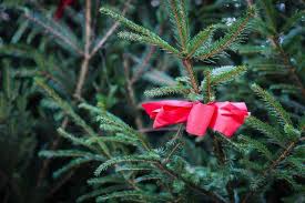 Otger von jugendlichen aus der gemeinde st. Abholung Der Weihnachtsbaume Dorsten Online
