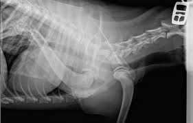 He broken rear leg and we must check its leg up. How Much Does A Dog Xray Cost Howmuchisit Org