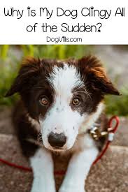 Why Is My Dog Clingy All Of The Sudden Dogvills Dog Behavior Dogs Dog Behavior Training