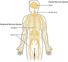 The cns is so named because the brain integrates the received information and coordinates and influences the activity of all parts of the bodies of bilaterally symmetric animals—i.e. The Central Nervous System Cns Structure Functions Facts