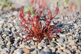 Image result for Rumex ruwenzoriensis