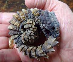We did not find results for: Armadillo Girdled Lizard Ouroborus Cataphractus Looks Just Like A Tiny Dragon Interestingasfuck