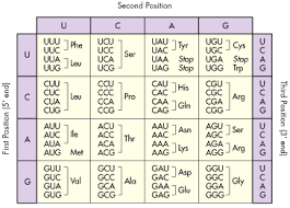 Amino Acid Code Chart Codon 2019 08 23