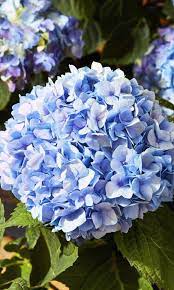 Fun Facts And Tips About The Striking Hydrangea Bloom Real Simple Hydrangea Bloom Hydrangea Bloom