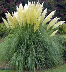 50 Heirloom Ornamental Grass Seeds Pampas Grass White Very Tall Plumes Ornamental Grasses Plants Pampas Grass Seed