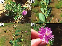 Image result for Neorautanenia ficifolia