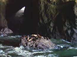 There are times when the sea lions leave the caves entirely, usually in the late fall. Great Escapes Sea Lion Caves Rv Life