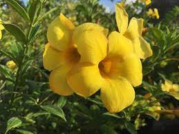 Pin On What S Blooming