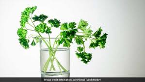 Cool the infusion down and rinse your hair with it carefully. Weight Loss How To Make Lemon Coriander Detox Drink For Weight Loss Ndtv Food