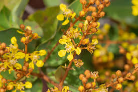 Image result for Heteropterys