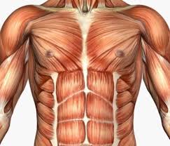 Protein and Muscle-Building for Energy and Health