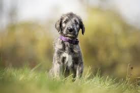 Be sure to watch your counters when an irish wolfhound comes home though. Irish Wolfhound Puppies For Sale Akc Puppyfinder