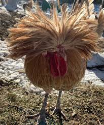 We did not find results for: White Laced Buff Polish Chicks Wheaton Mountain Farm