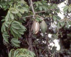 Each tree produces 500 to 4.000 pods per season. Ceiba Wikipedia