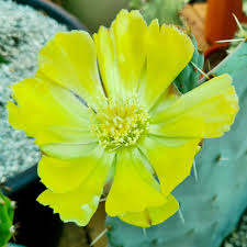 Image result for Clutia robusta