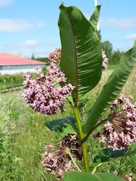 Common Milkweed Asclepias Syriaca Nature Wild Flower Floral Color Botanical Asclepias Planting Flowers Milkweed