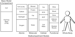 Body Composition An Overview Sciencedirect Topics