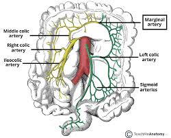 Check spelling or type a new query. Arteries Of The Abdomen Teachmeanatomy