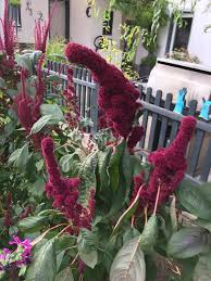 Amaranth Oder Auch Gartenfuchsschwanz Garten Pflanzen Blumenbeet
