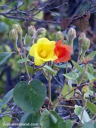 Image result for Hibiscus tiliaceus